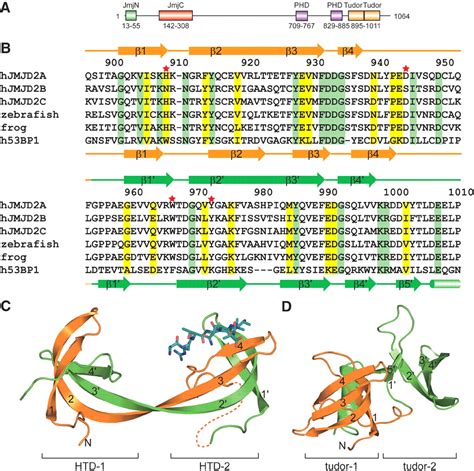 tudor methylation function.